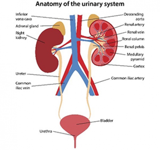The importance of preventing UTIs